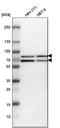 Prelamin-A/C antibody, HPA006660, Atlas Antibodies, Western Blot image 
