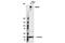 Mucin 2, Oligomeric Mucus/Gel-Forming antibody, 88686S, Cell Signaling Technology, Western Blot image 