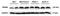 GAPDH antibody, LS-C793841, Lifespan Biosciences, Western Blot image 