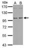 NBR1 Autophagy Cargo Receptor antibody, GTX114539, GeneTex, Western Blot image 