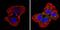 Spectrin Beta, Erythrocytic antibody, MA3-062, Invitrogen Antibodies, Immunofluorescence image 