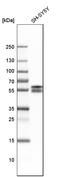 RNA Binding Fox-1 Homolog 2 antibody, HPA006240, Atlas Antibodies, Western Blot image 