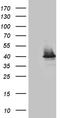 UEV And Lactate/Malate Dehyrogenase Domains antibody, TA809206, Origene, Western Blot image 