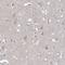 Rho GTPase Activating Protein 44 antibody, NBP1-93624, Novus Biologicals, Immunohistochemistry frozen image 