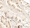 GDNF Inducible Zinc Finger Protein 1 antibody, A11916, Boster Biological Technology, Immunohistochemistry frozen image 