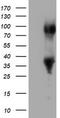 ERCC Excision Repair 1, Endonuclease Non-Catalytic Subunit antibody, TA504367S, Origene, Western Blot image 