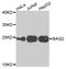 BCL2 Associated Athanogene 2 antibody, LS-B14904, Lifespan Biosciences, Western Blot image 