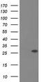 OTU Deubiquitinase, Ubiquitin Aldehyde Binding 2 antibody, TA501946S, Origene, Western Blot image 