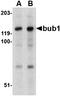 mBUB1 antibody, orb74845, Biorbyt, Western Blot image 
