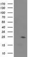 Josephin Domain Containing 1 antibody, LS-C785467, Lifespan Biosciences, Western Blot image 