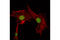 Chromobox 1 antibody, 8676T, Cell Signaling Technology, Immunocytochemistry image 
