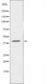 Putative olfactory receptor 5AK3 antibody, orb227534, Biorbyt, Western Blot image 