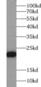 Ras Homolog Family Member B antibody, FNab07282, FineTest, Western Blot image 