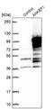 Ankyrin Repeat And EF-Hand Domain Containing 1 antibody, PA5-59453, Invitrogen Antibodies, Western Blot image 