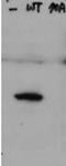 Histone H2A.V antibody, orb345532, Biorbyt, Western Blot image 
