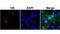 Histone H3 antibody, NBP2-61543, Novus Biologicals, Immunocytochemistry image 