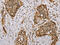 Mevalonate Kinase antibody, CSB-PA089757, Cusabio, Immunohistochemistry paraffin image 