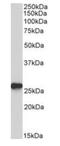 Aop2 antibody, orb176729, Biorbyt, Western Blot image 