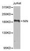 Ninein antibody, MBS9128023, MyBioSource, Western Blot image 