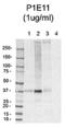 Gap Junction Protein Alpha 1 antibody, 849902, BioLegend, Western Blot image 