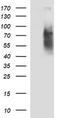 Hyaluronate receptor antibody, CF506727, Origene, Western Blot image 