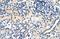Zinc finger protein 271 antibody, A30364, Boster Biological Technology, Immunohistochemistry frozen image 