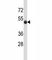 Sialophorin antibody, F43559-0.4ML, NSJ Bioreagents, Western Blot image 