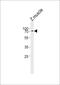 Zinc finger protein 143 antibody, PA5-72658, Invitrogen Antibodies, Western Blot image 
