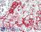 Mitochondrial Ribosomal Protein L39 antibody, LS-B13650, Lifespan Biosciences, Immunohistochemistry paraffin image 