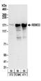 RNA Binding Motif Protein 33 antibody, NBP2-22280, Novus Biologicals, Western Blot image 