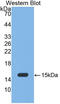 Myeloperoxidase antibody, LS-C305400, Lifespan Biosciences, Western Blot image 