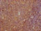 CD269 antibody, CSB-MA023974A0m, Cusabio, Immunohistochemistry paraffin image 