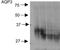 Aquaporin 3 (Gill Blood Group) antibody, TA326512, Origene, Western Blot image 