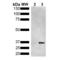 Receptor expression-enhancing protein 2 antibody, SMC-481S, StressMarq, Western Blot image 