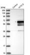 Integrator Complex Subunit 12 antibody, PA5-57394, Invitrogen Antibodies, Western Blot image 