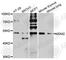 MDM2 Proto-Oncogene antibody, A0345, ABclonal Technology, Western Blot image 