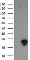 Fetal and adult testis-expressed transcript protein antibody, LS-C174203, Lifespan Biosciences, Western Blot image 