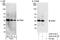 Caveolae Associated Protein 3 antibody, A302-419A, Bethyl Labs, Immunoprecipitation image 