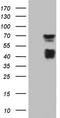 Mesothelin antibody, TA805130, Origene, Western Blot image 