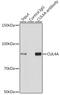 Cullin-4A antibody, GTX33129, GeneTex, Immunoprecipitation image 