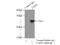 Protein FADD antibody, 14906-1-AP, Proteintech Group, Immunoprecipitation image 