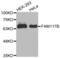 Family With Sequence Similarity 117 Member B antibody, LS-C335368, Lifespan Biosciences, Western Blot image 