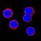 Intercellular Adhesion Molecule 3 antibody, BBA15, R&D Systems, Immunohistochemistry frozen image 