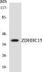Zinc Finger DHHC-Type Containing 15 antibody, LS-C292215, Lifespan Biosciences, Western Blot image 