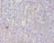 Histone acetyltransferase KAT5 antibody, A54421-100, Epigentek, Immunohistochemistry paraffin image 
