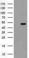 Mitochondrial Ribosomal Protein S27 antibody, LS-C175211, Lifespan Biosciences, Western Blot image 