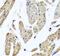 Mitochondrial Ribosomal Protein L12 antibody, FNab05315, FineTest, Immunohistochemistry paraffin image 