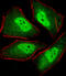 Proteasome Subunit Alpha 5 antibody, M07499, Boster Biological Technology, Immunofluorescence image 