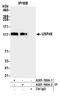 Ubiquitin Specific Peptidase 48 antibody, A301-190A, Bethyl Labs, Immunoprecipitation image 