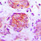 GP160 antibody, LS-C353402, Lifespan Biosciences, Immunohistochemistry paraffin image 